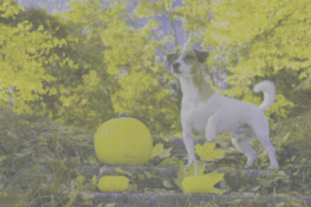 vision canine - supercroquettes